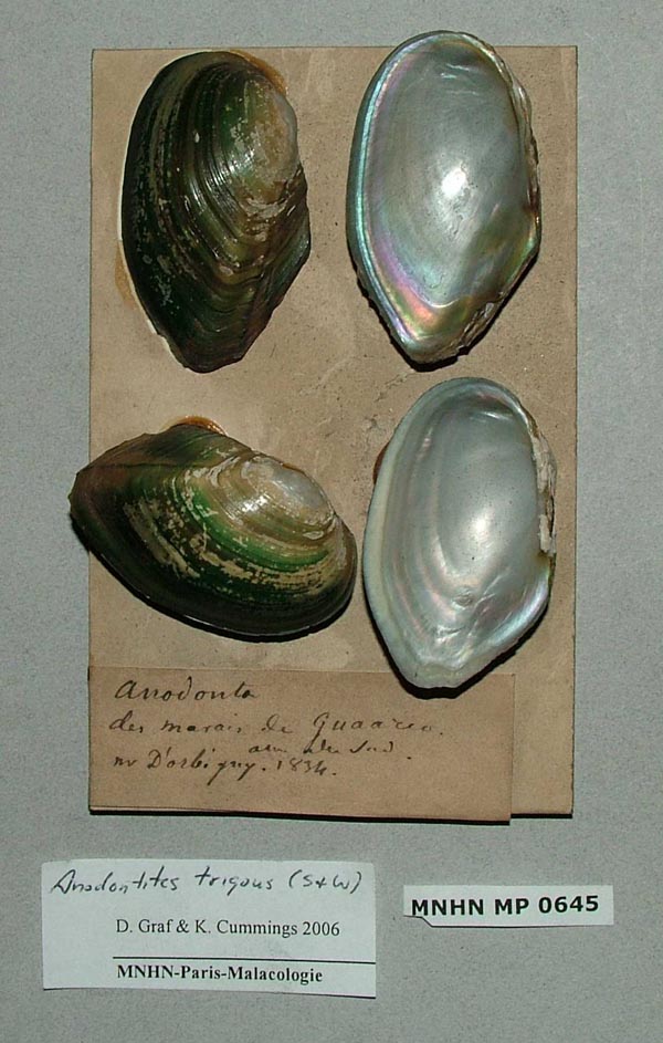 specimen