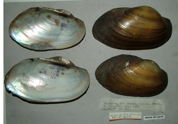 specimen