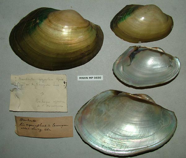 specimen