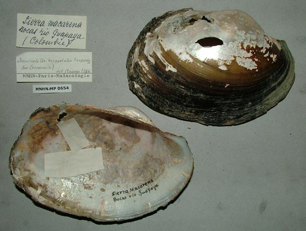 specimen