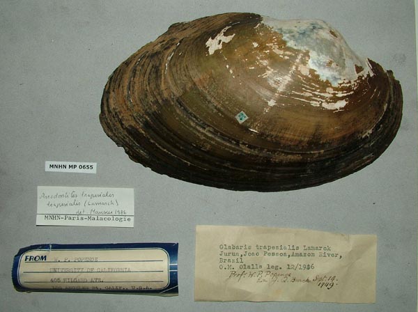 specimen