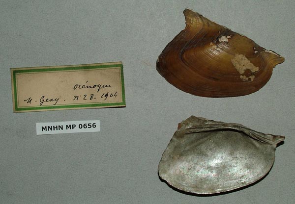specimen