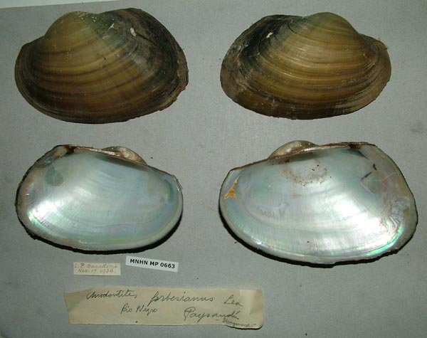 specimen