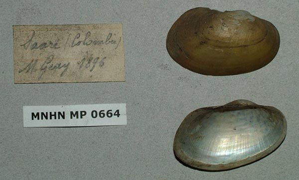 specimen