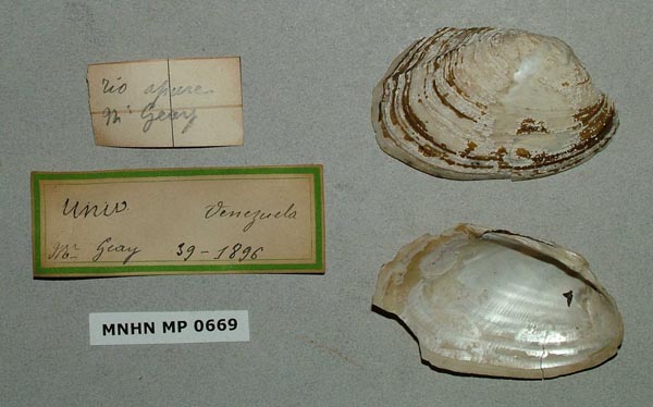 specimen