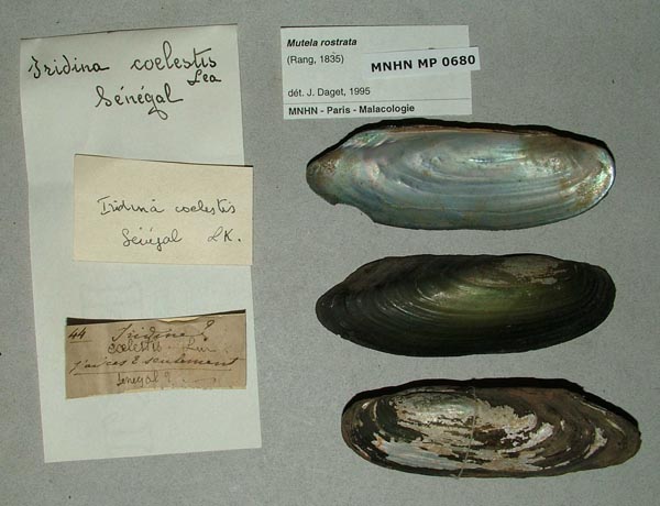 specimen
