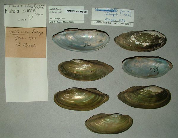 image of lot MNHN_MP_0690