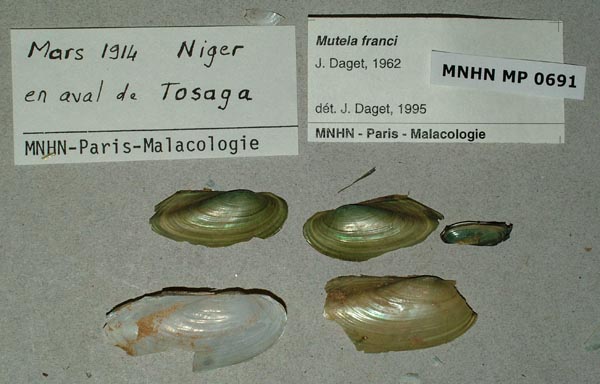 image of lot MNHN_MP_0691