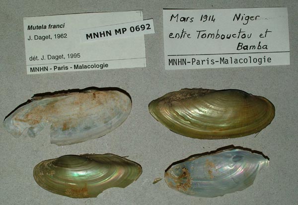 image of lot MNHN_MP_0692