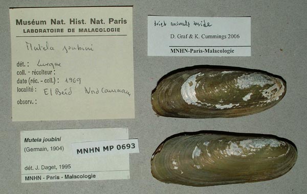 specimen