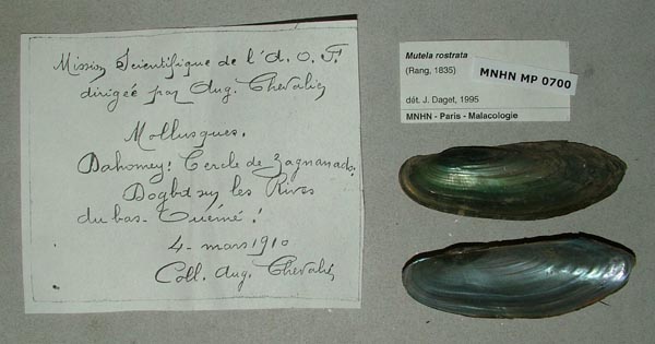 specimen