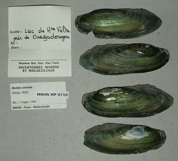 specimen