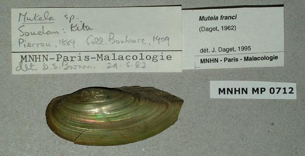 specimen