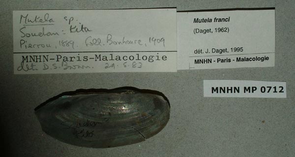 specimen