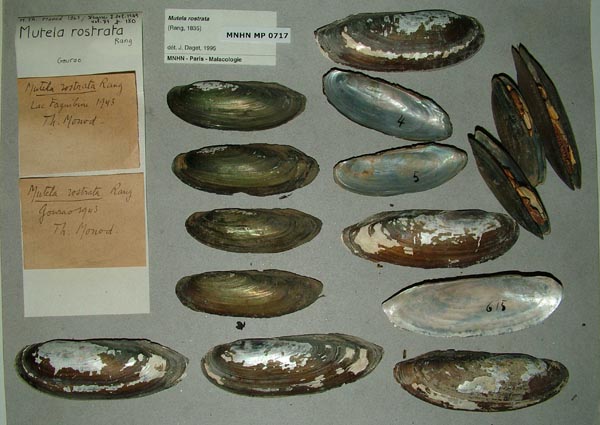specimen