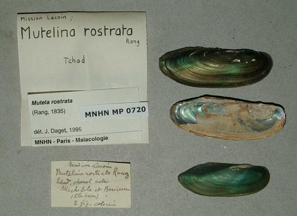 specimen