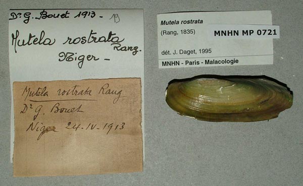 specimen