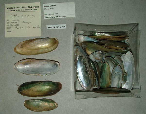 specimen