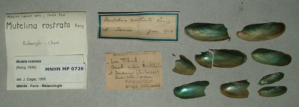 specimen