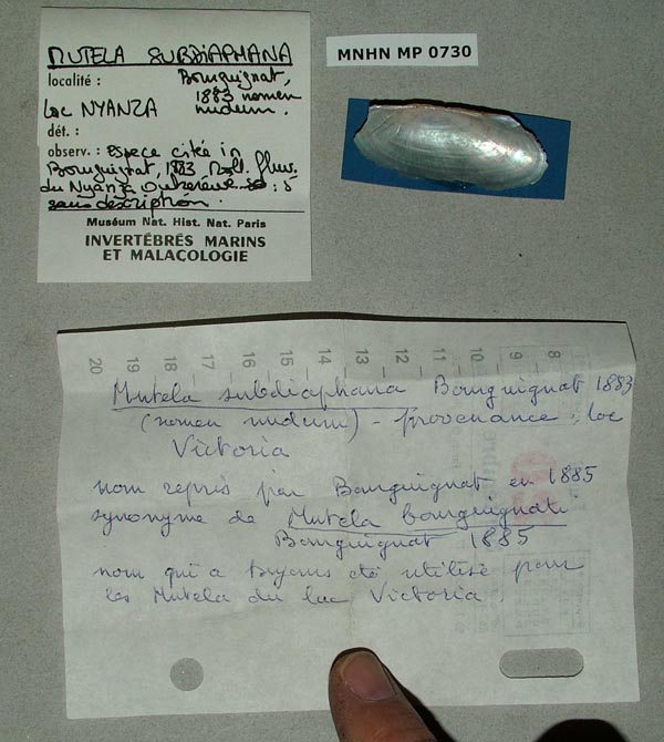 specimen