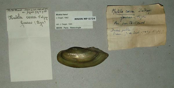 image of lot MNHN_MP_0734