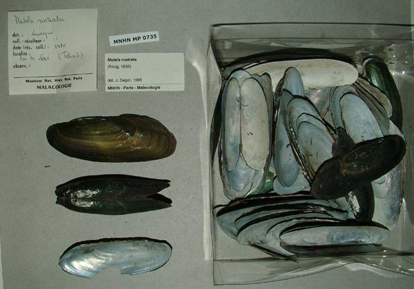 specimen