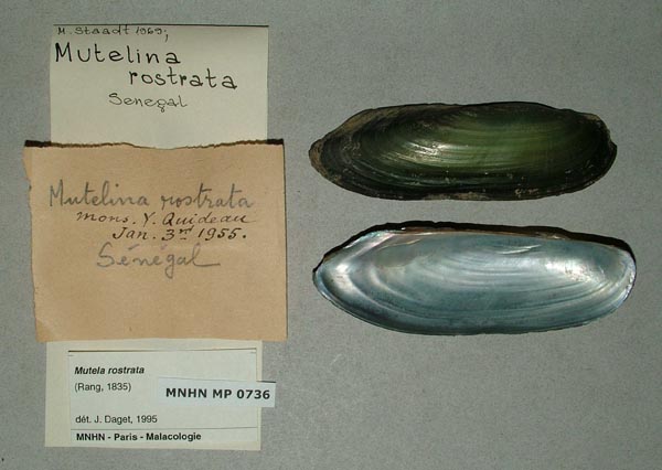 specimen