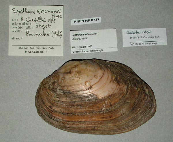 specimen