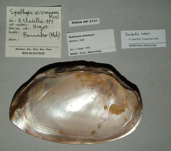 specimen