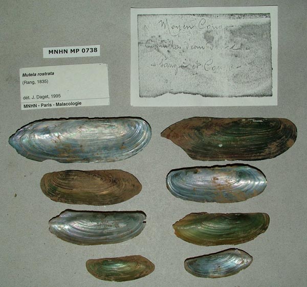 specimen