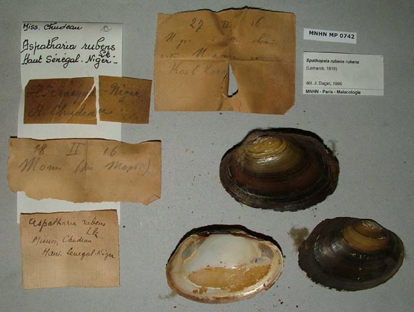 specimen