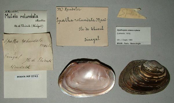 specimen