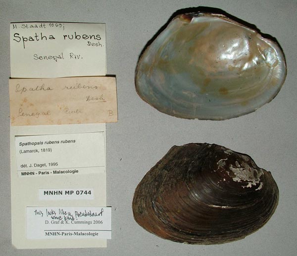specimen