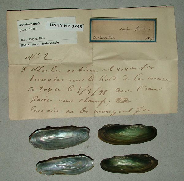 specimen