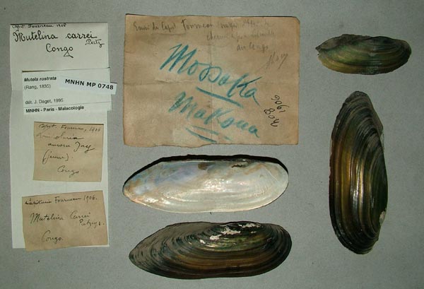 specimen