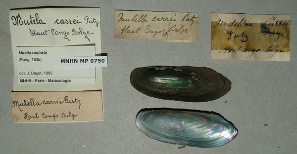 specimen