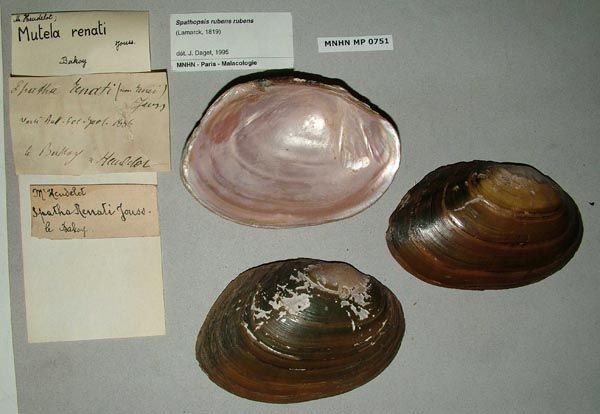 specimen