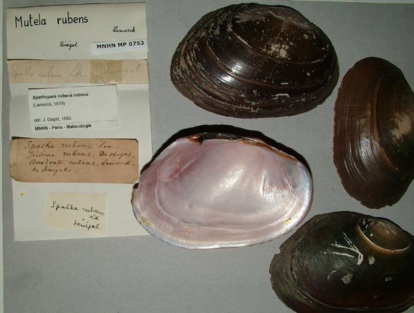 specimen