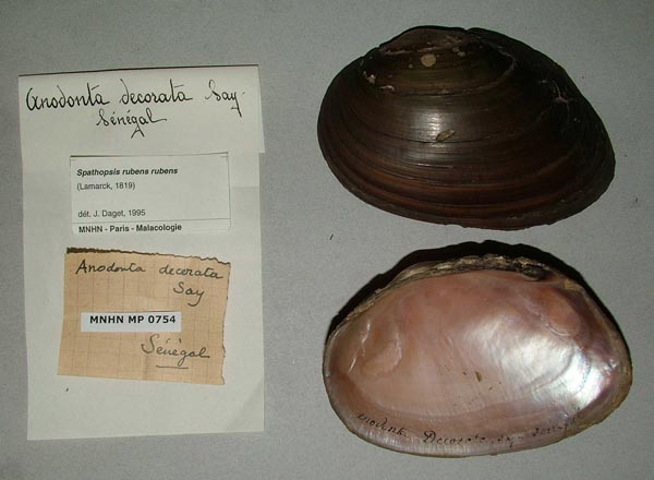 specimen