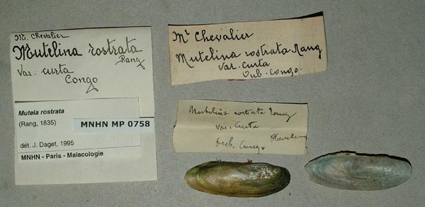 specimen
