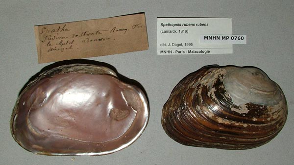 specimen