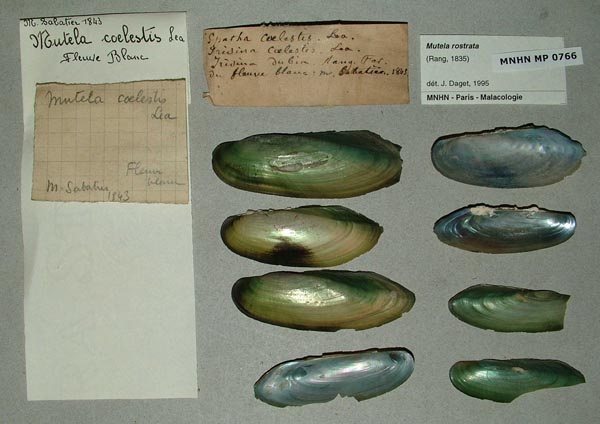 specimen
