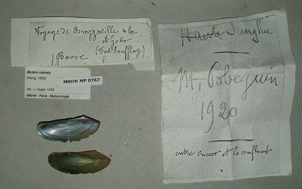 specimen