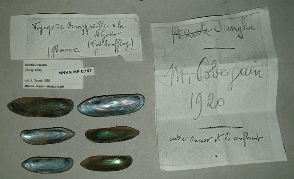 specimen