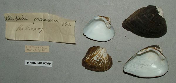 specimen