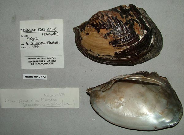 specimen