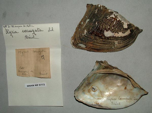 specimen