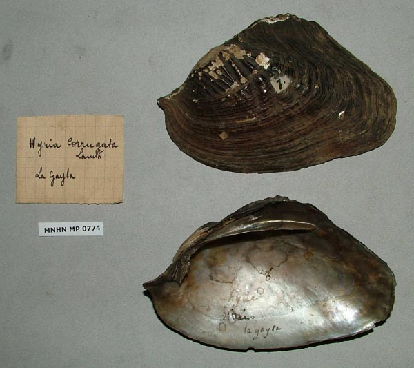 specimen