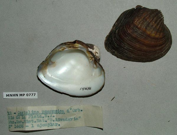 specimen