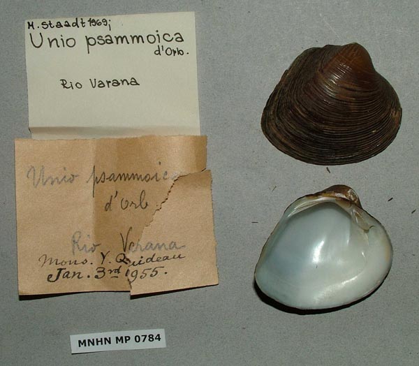 specimen